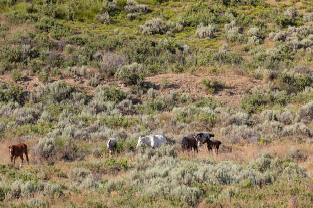 istock Wild horses in Sand Wash Basin Colorado 1189963877