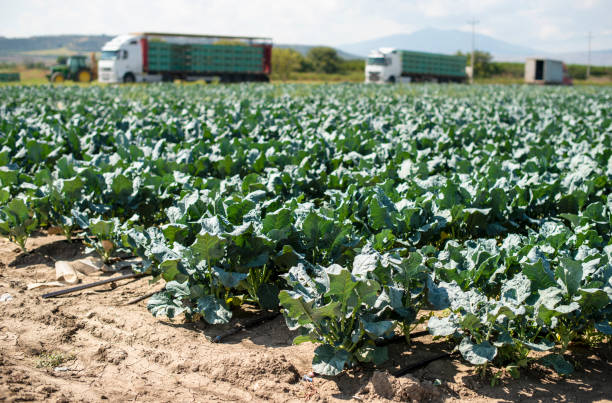 istock Broccoli farm and big export trucks on background. 1189965926