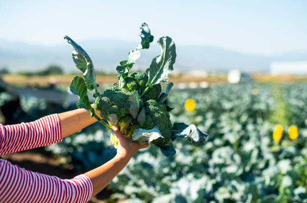 istock Worker shows broccoli on plantation. Picking broccoli. Tractor and automated platform in broccoli big garden. 1189966003