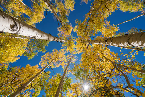 istock Autumn Aspen Color 1189966826