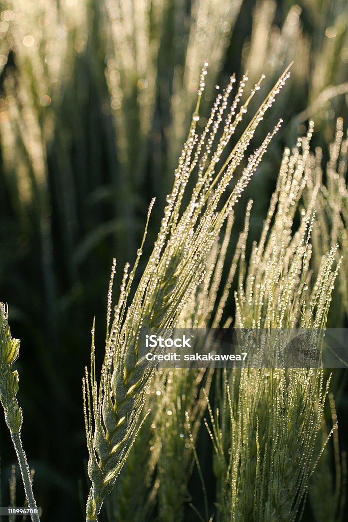 Rugiada sul grano testa - Foto stock royalty-free di Agricoltura