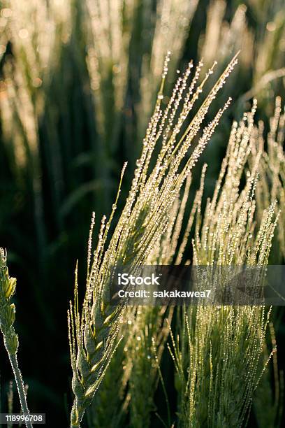 Rugiada Sul Grano Testa - Fotografie stock e altre immagini di Agricoltura - Agricoltura, Ambientazione esterna, Cereale