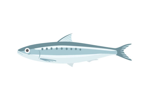 sardinka - sardinka stock ilustrace