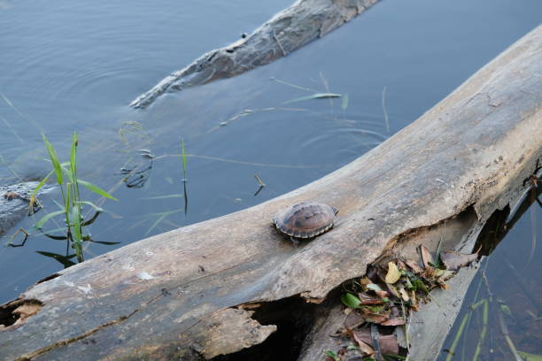 istock Tiny brown turtle lives on the old log in a little pond, with text copy space. 1189968616