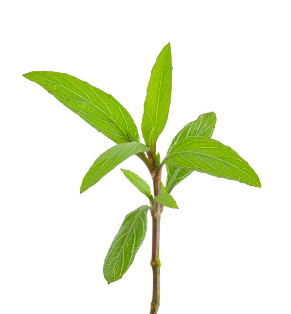 istock green leaves branch isolated on white background 1189969516
