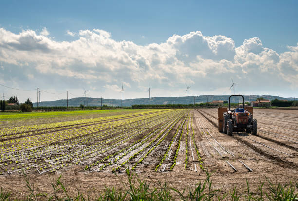 istock Tractor in lettuce farm. 1189969544