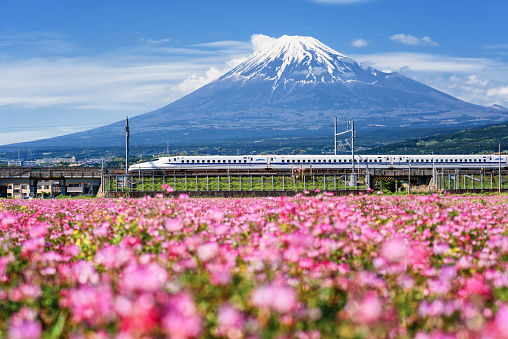 Shizuoka, Japan - May 05, 2017:  JR Shinkansen train pass through mountain Fuji and Shibazakura at spring. N700 Bullet train transit between Tokyo and Osaka operated by Japan Railways company.