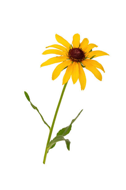 istock Rudbeckia yellow. Coneflower. Yellow Daisy 1189974339