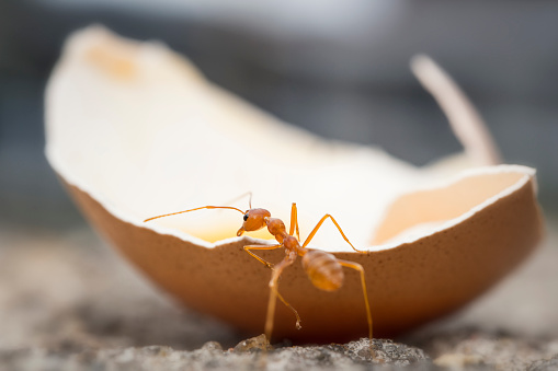 ant eats out of an egg shell from thailand