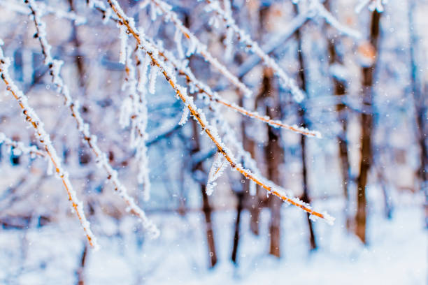 istock Winter christmas background with tree branches in hoarfrost 1189974750