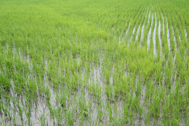 istock Sapling of rice in the fields. 1189975964