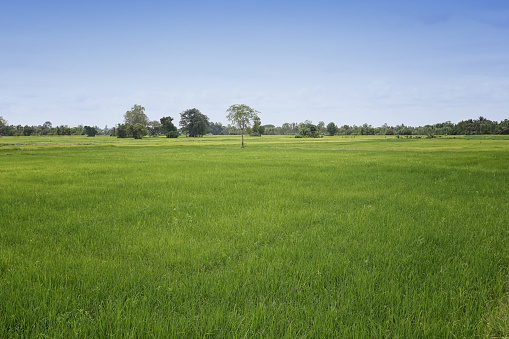 Rice plant in the growing field and blue sky for the design in your work nature foods concept.