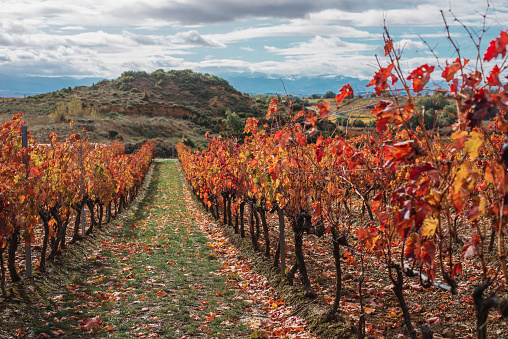 Vineyard plantation with beauitufl autumn colors. La Rioja, Spain.