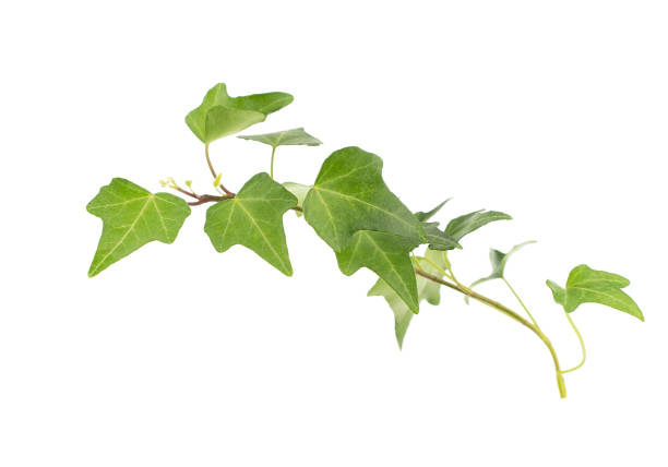 istock ivy leaves isolated on white 1189976753