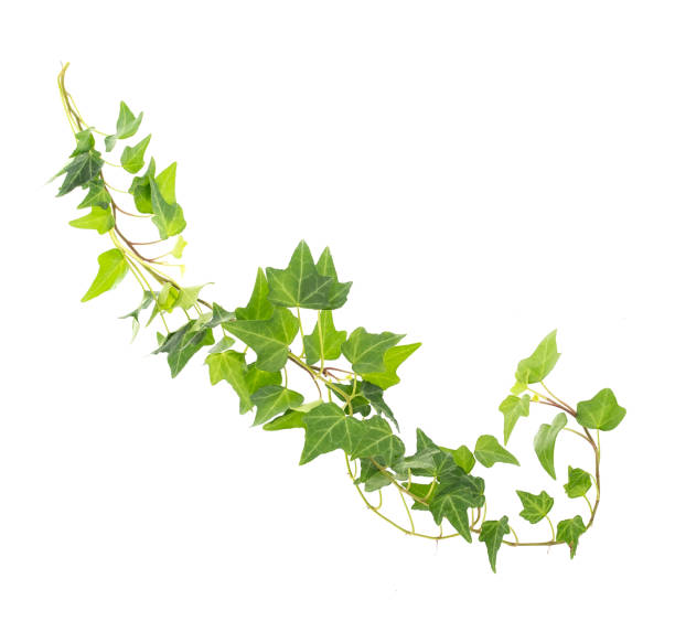 istock ivy leaves isolated on white 1189976787