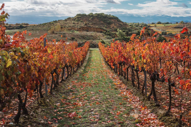 istock Vineyards in autumn colors 1189976793