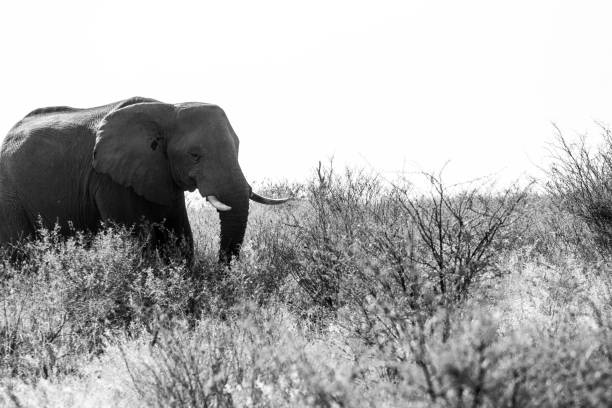 istock Elephant feeding in Botswana, Africa during strong drought 1189977828