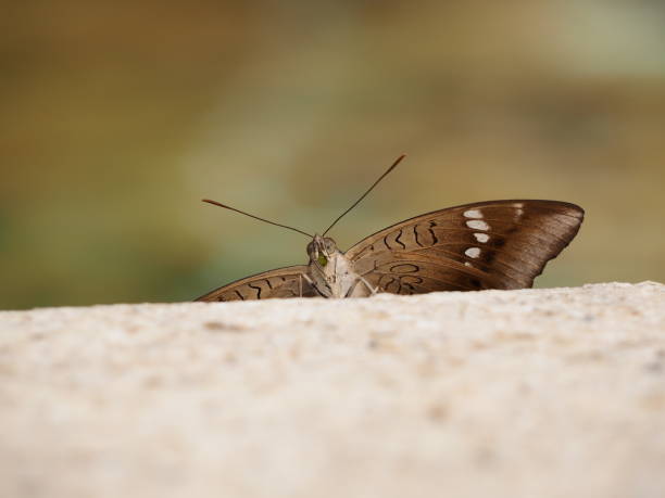 little moth by the fountain