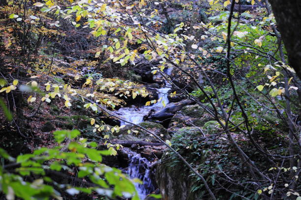 istock Flowers, Water Fall, Trees, Autmun Beauty 1189980864