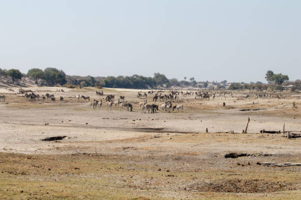 Strong Drought in Africa, dry river with animals looking for water. Global warming changing stock photo