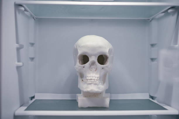 Antique human anatomy model - skull