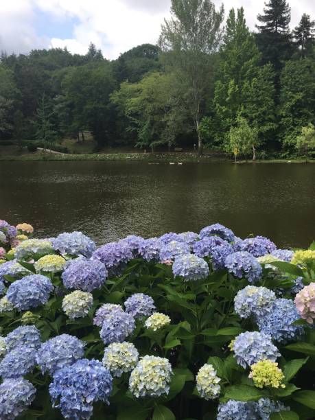 istock Flowers, Water Fall, Trees, Autmun Beauty 1189982805