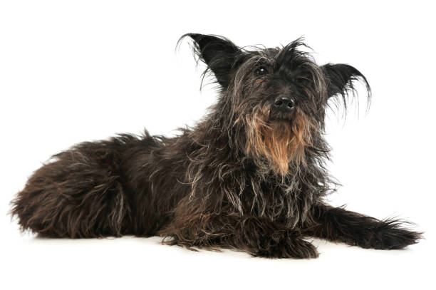 istock Studio shot of an adorable mixed breed dog 1189982863