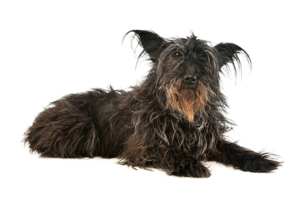 istock Studio shot of an adorable mixed breed dog 1189982864