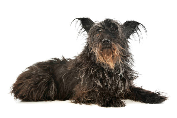 istock Studio shot of an adorable mixed breed dog 1189982884