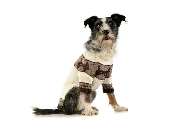 istock Studio shot of an adorable mixed breed dog 1189983024