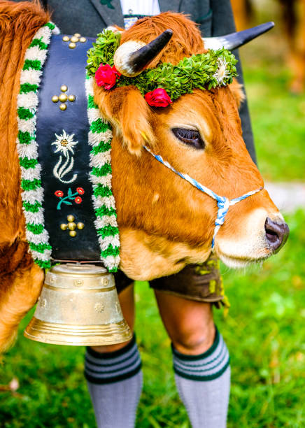 istock decorated cow for a festive alp returning 1189983252