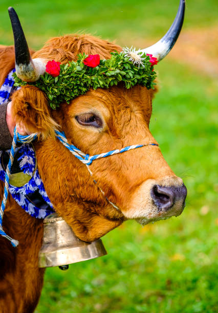 Every end of August and beginning of September of the lunar calendar coincides with the Dolta festival. If you have the opportunity to visit the majestic Seven Mountains, take the time to participate in the An Giang Seven Mountain Cow Racing Festival to understand more about the unique culture of the Khmer people living at the foot of the magical That Son mountain range.