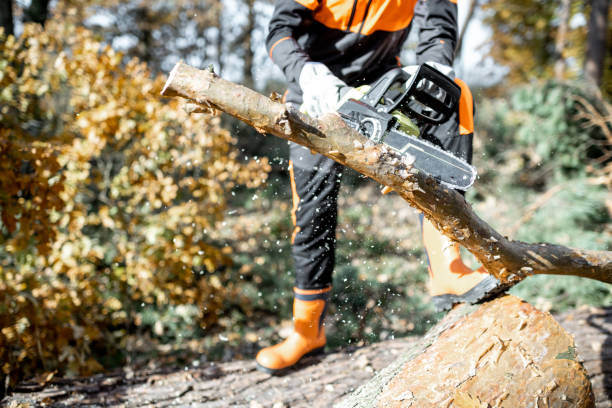 istock Lumberman workignn in the forest 1189983589
