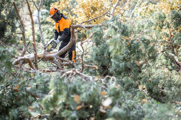 istock Lumberman working in the forest 1189983691