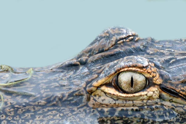 istock Wild Alligator Eyeball Closeup 1189984412