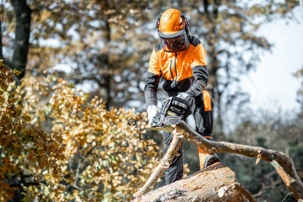 Lumberman workignn in the forest Lumberman in protective workwear sawing with a chainsaw branches from a tree trunk in the forest. Concept of a professional logging chainsaw stock pictures, royalty-free photos & images
