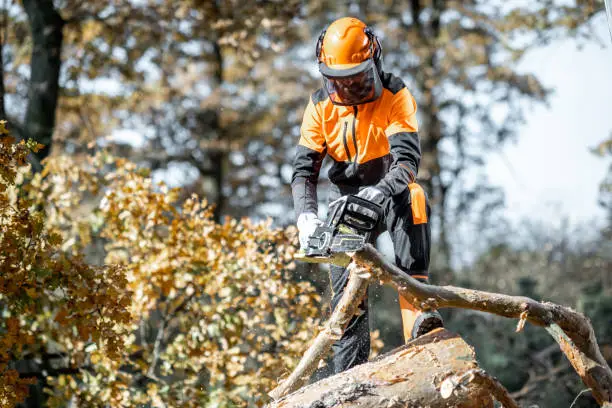 Photo of Lumberman workignn in the forest