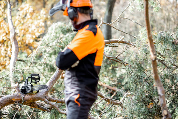 istock Professional lumberman with chainsaw in the forest 1189984921