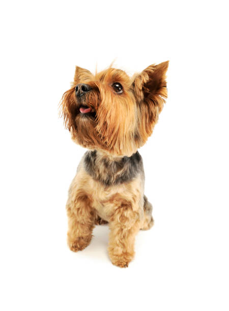 istock Studio shot of an adorable Yorkshire Terrier 1189986178