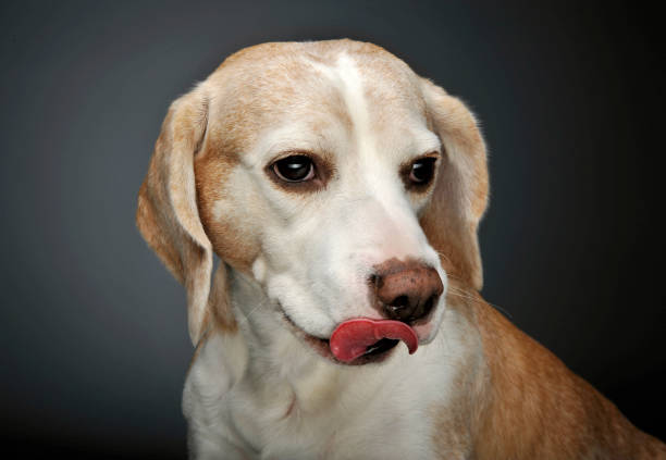 istock Portrait of an adorable beagle 1189986456