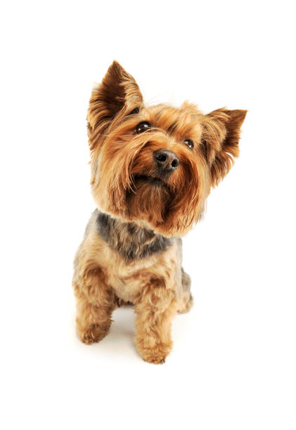 istock Studio shot of an adorable Yorkshire Terrier 1189986480