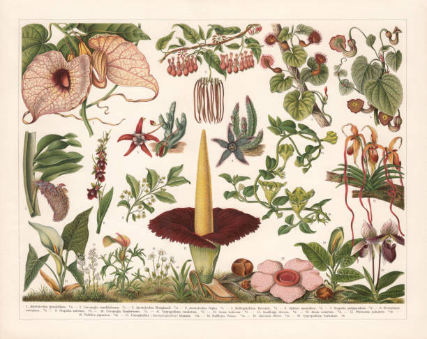 ilustraciones, imágenes clip art, dibujos animados e iconos de stock de birthworts (aristolochia), cromolitógrafo, publicado en 1899 - alcatraces de colores