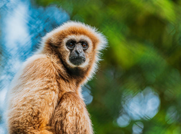 lar gibbon (hylobates lar) - hayvan temaları lar stok fotoğraflar ve resimler