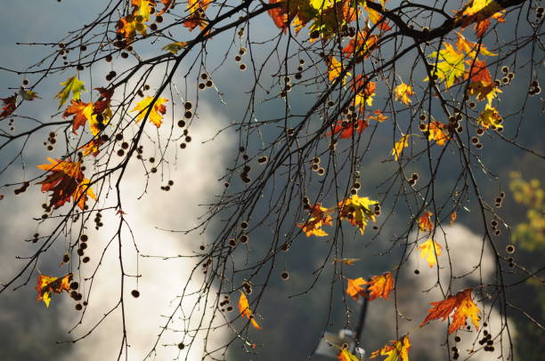 istock Flowers, Water Fall, Trees, Autmun Beauty 1189989875