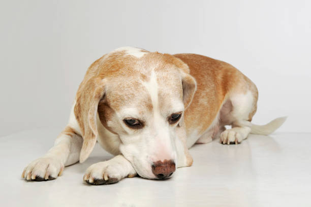 istock Studio shot of an adorable beagle 1189989925