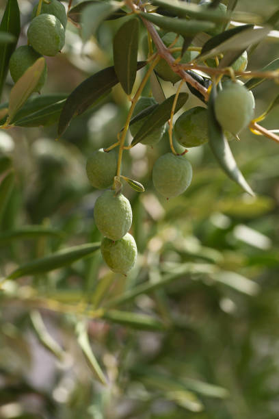 istock growing olives close up 1189990275