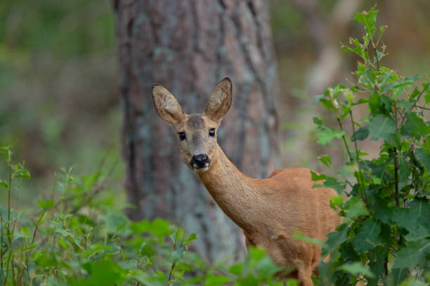 Wild Roe Deer standing in the bushes in national park The Hoge Veluwe.