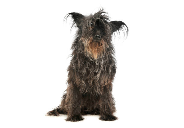 istock Studio shot of an adorable mixed breed dog 1189991415
