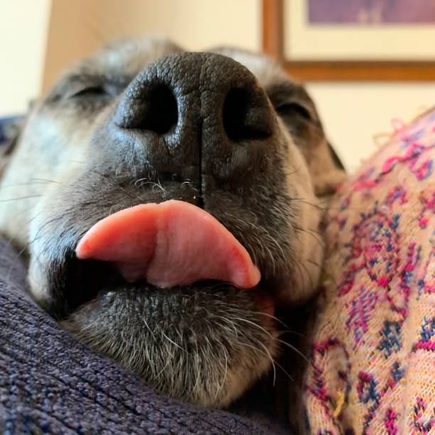 dog sticking tongue out while sleeping