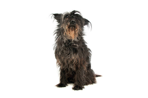 istock Studio shot of an adorable mixed breed dog 1189991436